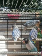 Personata dwergpapegaai, Dieren en Toebehoren, Vogels | Parkieten en Papegaaien