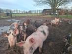Biggen / vleesvarkens / buitenvarkens aangeboden!, Dieren en Toebehoren, Schapen, Geiten en Varkens, Meerdere dieren, Varken, 0 tot 2 jaar