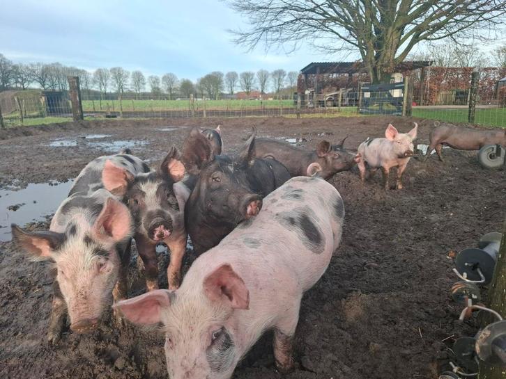 Biggen / vleesvarkens / buitenvarkens aangeboden!, Animaux & Accessoires, Moutons, Chèvres & Cochons, Porcs, Plusieurs animaux