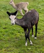 4 jarige mooie Merie met hengstveulen, Dieren en Toebehoren, Schapen, Geiten en Varkens