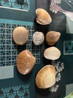 Coquillages, Collections, Enlèvement ou Envoi, Coquillage(s)