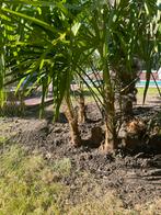 Jonge palmboompjes te koop, Tuin en Terras, Planten | Tuinplanten, Ophalen of Verzenden