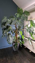 Immense plante d'intérieur (Monstera), Maison & Meubles, Plantes d'intérieur, Ombre partielle, En pot, Plante verte, 200 cm ou plus