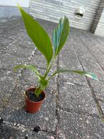 Lepelplant klein, Ophalen, Overige soorten, Halfschaduw, Minder dan 100 cm