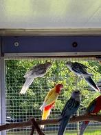 Rosella's, Dieren en Toebehoren, Vogels | Parkieten en Papegaaien, Meerdere dieren, Parkiet, Geringd