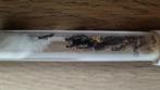 Camponotus ligniperda, Dieren en Toebehoren, Insecten en Spinnen, Mieren
