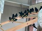 Zwarte sijzen, Dieren en Toebehoren, Vogels | Overige Vogels