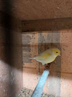 Kanaries, Dieren en Toebehoren