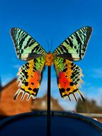 Urania ripheus vlinder in glazen stolp, Verzamelen, Ophalen of Verzenden, Nieuw, Insect, Opgezet dier