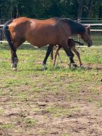 Contender X Cento drachtig van Comme il Faut, Dieren en Toebehoren, Merrie