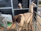 Lama’s voor adoptie, Dieren en Toebehoren, Mannelijk, 3 tot 5 jaar