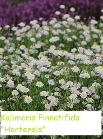 Kalimeris pinnatifida ‘Hortensis’: Blijft maar bloeien. beschikbaar voor biedingen