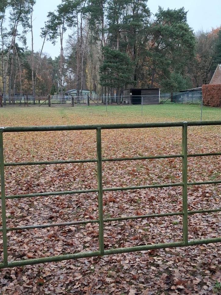 Weide met stalling en ruime paddock waar de paarden 24/7 op, Animaux & Accessoires, Box & Pâturages, Mise à l'étable