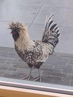 Padua haan GRATIS, Dieren en Toebehoren, Pluimvee, Mannelijk, Kip