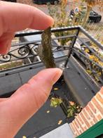 Moldaviet, Verzamelen, Ophalen of Verzenden