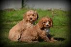 Chiots Cavapoo, Animaux & Accessoires, Chiens | Chihuahuas & Chiens de compagnie, Chien (mâle), Autres races, Belgique, Plusieurs