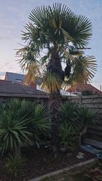 palmbomen winterhard, Tuin en Terras, Planten | Bomen, Ophalen