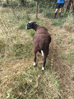 Zwartbles dekram, Dieren en Toebehoren, Schapen, Geiten en Varkens