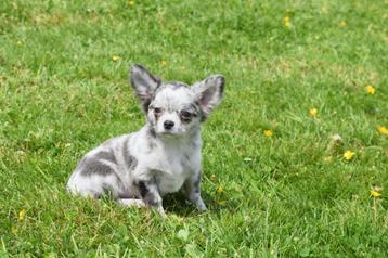 Chihuahua pups mooie keuze beschikbaar voor biedingen