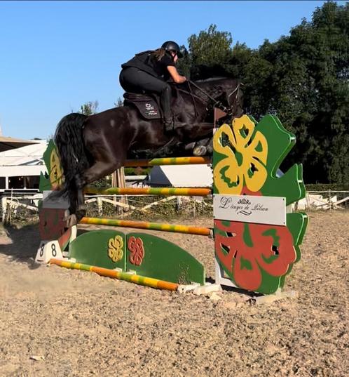 Springpaard te koop, Dieren en Toebehoren, Paarden, Ruin, L, 160 tot 165 cm, 11 jaar of ouder, Springpaard, Met stamboom, Gechipt