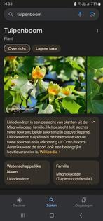 Stam van tulpenboom, Tuin en Terras, Brandhout, Ophalen of Verzenden