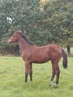 Merrieveulen Demonic z x Dieu Merci T&L, Dieren en Toebehoren, Merrie, Met stamboom, Springpaard, Niet van toepassing