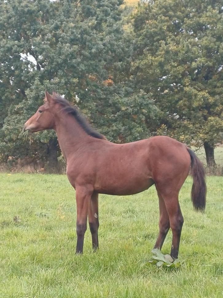 Merrieveulen Demonic z x Dieu Merci T&L, Dieren en Toebehoren, Paarden, Merrie, Niet van toepassing, 165 tot 170 cm, 0 tot 2 jaar