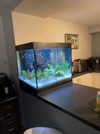 Vol aquarium., Dieren en Toebehoren, Ophalen, Zo goed als nieuw, Gevuld zoetwateraquarium