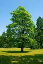 Abattage d arbre gratuit, Ophalen of Verzenden
