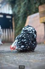 2 cochin kriel hennetjes, Dieren en Toebehoren, Vrouwelijk, Kip
