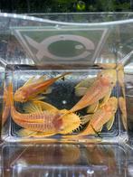 L144 kweek ancistrussen, Dieren en Toebehoren, Vis, Zoetwatervis, Schoolvis