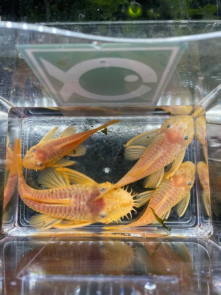 L144 kweek ancistrussen, Dieren en Toebehoren, Vissen | Aquariumvissen, Zoetwatervis, Vis, Schoolvis