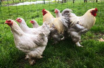 Œufs Brahma isabelle / gris perle, Poule ou poulet