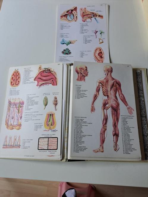 Medische boeken + anatomische kaarten, Boeken, Gezondheid, Dieet en Voeding, Gelezen, Ophalen