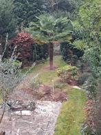 Palmboom, Tuin en Terras, Planten | Bomen, Ophalen, Palmboom
