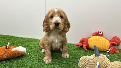 Nestje Engelse Cocker Spaniel pups, Dieren en Toebehoren, Honden | Retrievers, Spaniëls en Waterhonden, Meerdere dieren, Spaniël