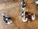 Shih Tzu pups, Dieren en Toebehoren, Honden | Chihuahua's en Gezelschapshonden, België, Overige rassen, CDV (hondenziekte), 8 tot 15 weken