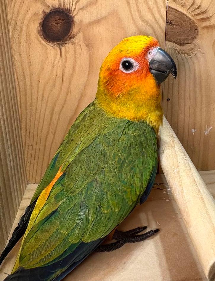 Jonge mannelijke zonnehoed EAM, Dieren en Toebehoren, Vogels | Parkieten en Papegaaien, Mannelijk, Tam, Geringd