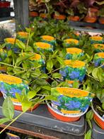 Vinca Minor, Ophalen, Vaste plant, Bodembedekkers, Halfschaduw