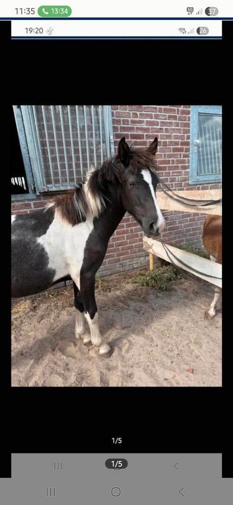 Toekomstige D pony, Dieren en Toebehoren, Paarden, Hengst