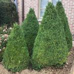 Buxus, Tuin en Terras, Ophalen, Buxus, Struik