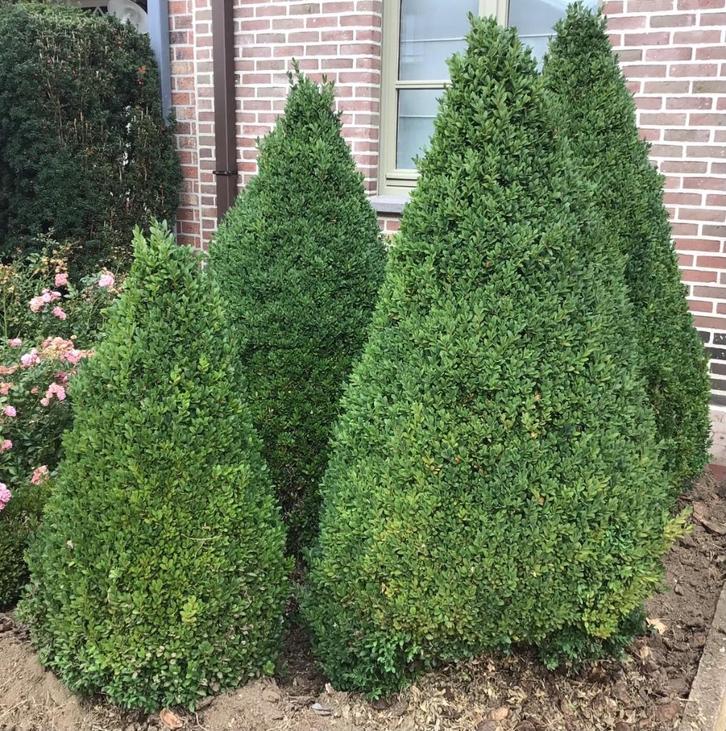 Buxus, Tuin en Terras, Planten | Struiken en Hagen, Struik, Buxus, Ophalen