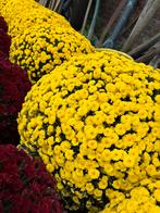 Zeer sterke Chrysanten in alle kleuren, Ophalen
