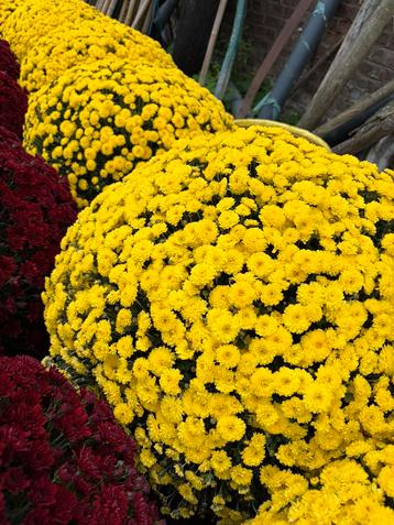 Zeer sterke Chrysanten in alle kleuren beschikbaar voor biedingen