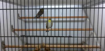 TREURSIJZEN (SPINUS TRISTIS) beschikbaar voor biedingen