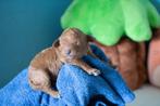 Rood toy poedel pup teefje, Dieren en Toebehoren, Honden | Chihuahua's en Gezelschapshonden, Poedel, België, Fokker | Hobbymatig