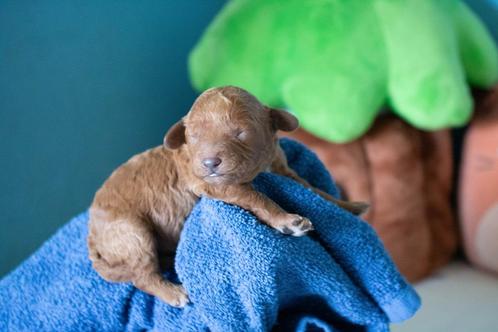 Rood toy poedel pup teefje, Dieren en Toebehoren, Honden | Chihuahua's en Gezelschapshonden, Teef, Poedel, Fokker | Hobbymatig