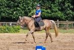3-jarige bereden Arabische volbloed, Dieren en Toebehoren, Paarden, Minder dan 160 cm, Gechipt, Ruin, Zadelmak