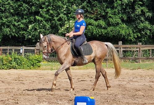 3-jarige bereden Arabische volbloed, Dieren en Toebehoren, Paarden, Ruin, Zadelmak, Minder dan 160 cm, 3 tot 6 jaar, Recreatiepaard