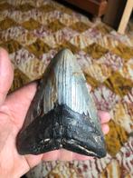 megalodon tand, Verzamelen, Mineralen en Fossielen, Ophalen